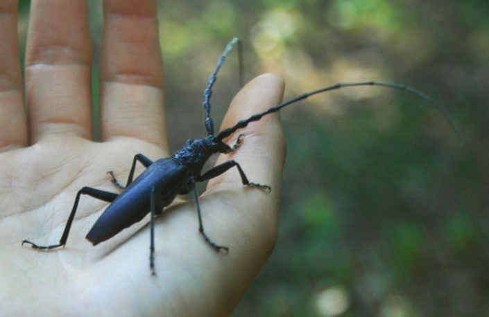 Cerambyx cerdo Cerambyx cerdo