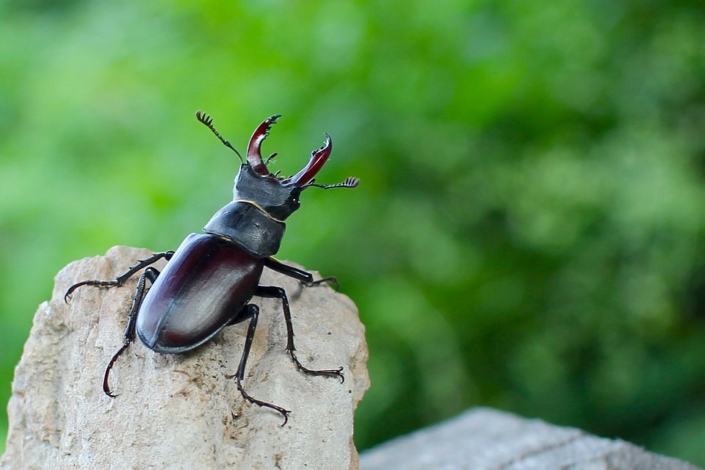 Lucanus cervus Lucanus cervus
