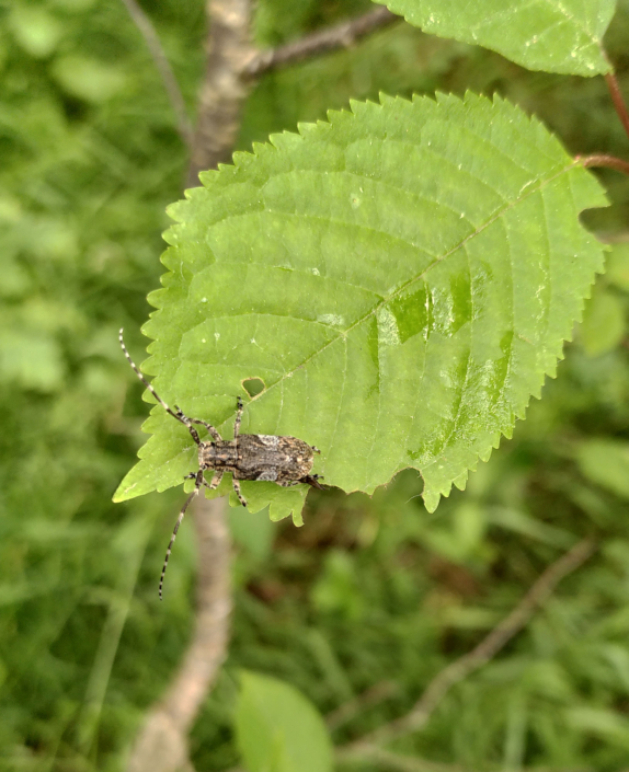 Mesosa nebulosa Mesosa nebulosa