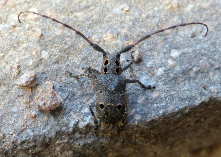 Mesosa curculionoides Mesosa curculionoides