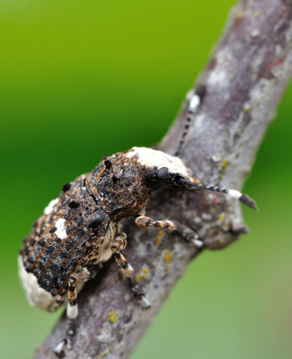 Platyrhinus resinosus Platyrhinus resinosus