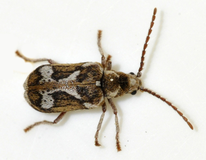 Ptinomorphus imperialis Ptinomorphus imperialis