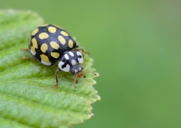 Sospita vigintiguttata