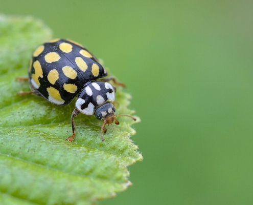 Sospita vigintiguttata