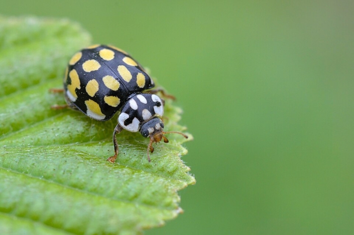 Sospita vigintiguttata Sospita vigintiguttata