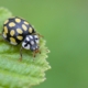 Sospita vigintiguttata