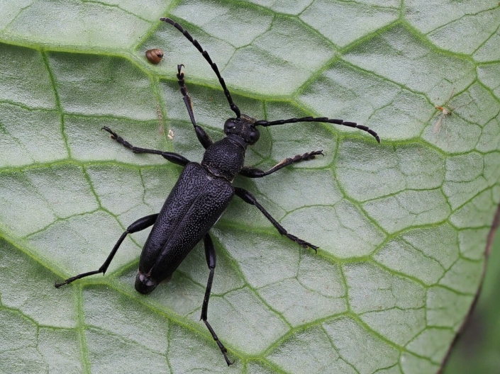 Stictoleptura scutellata Stictoleptura scutellata