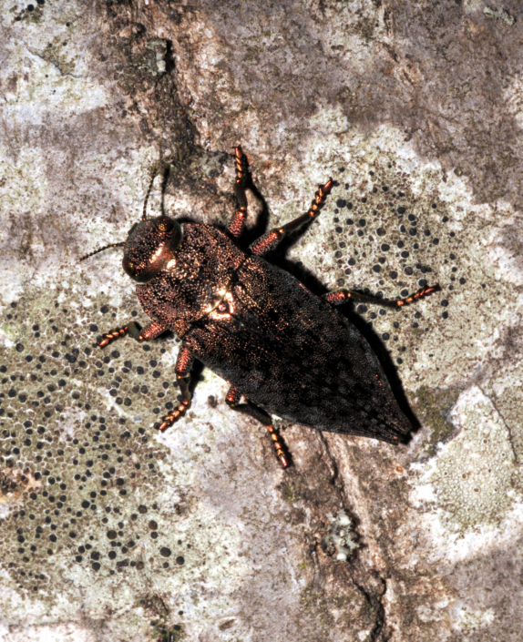 Dicerca alni Dicerca alni