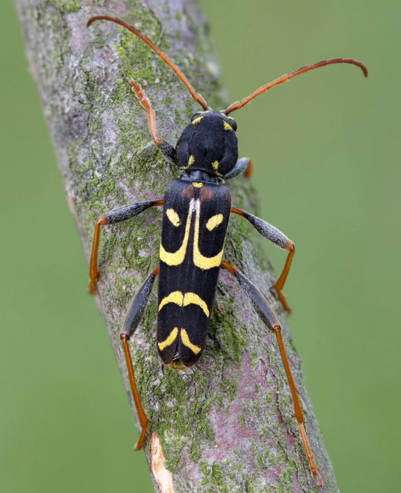 Clytus tropicus Clytus tropicus