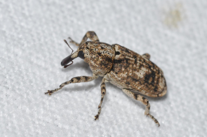 Gasterocercus depressirostris Gasterocercus depressirostris
